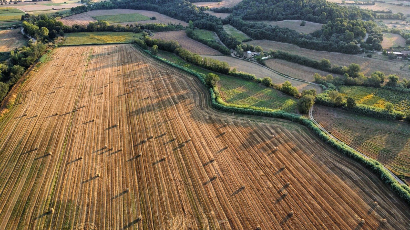 Campos de cereal recién cosechados, vista aérea con dron