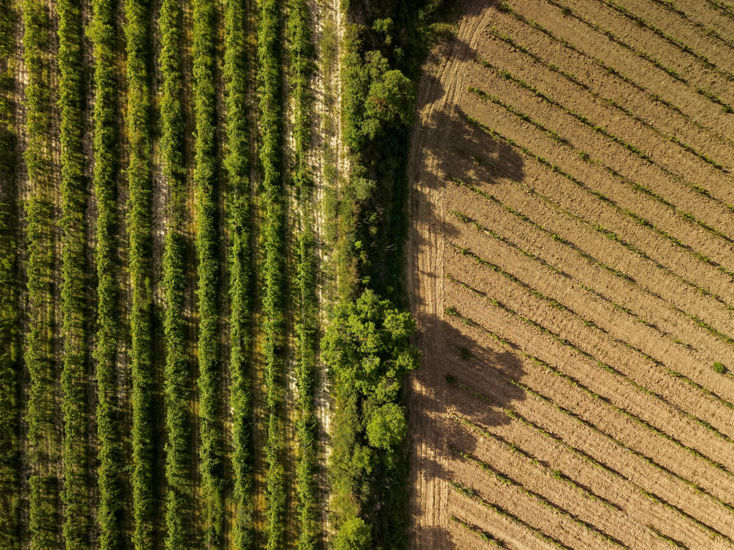 Hileras de viñedo junto a un campo cosechado, vista aérea con dron