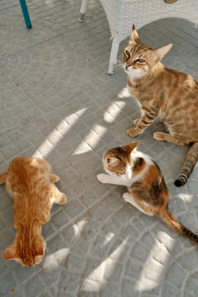 Hotel Artemis Suites, Santorini: gatos tomando el sol