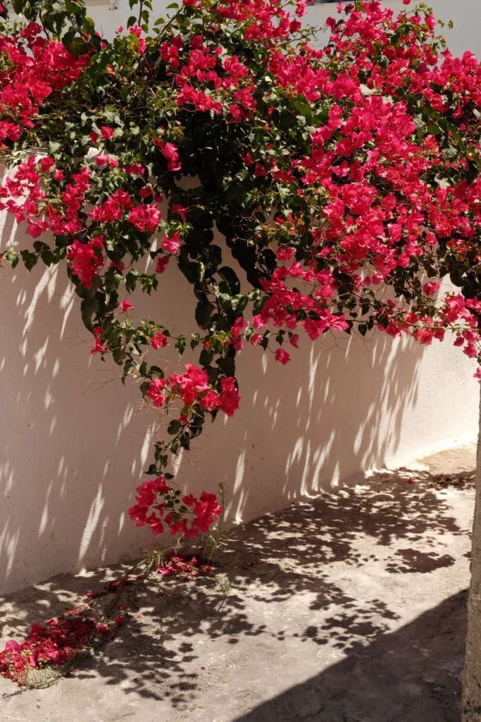 Hotel Artemis Suites, Santorini: buganvilla sobre una pared blanca