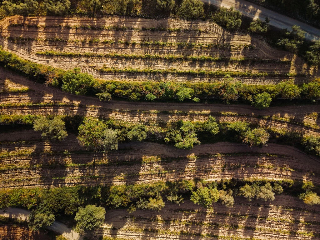 Can Ràfols dels Caus, Penedès: viñedos en terrazas