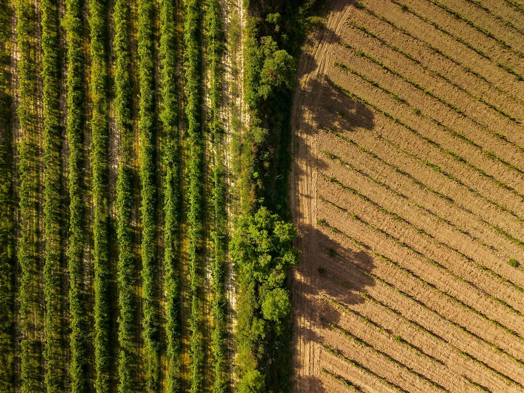Can Ràfols dels Caus, Penedès: hileras de viña