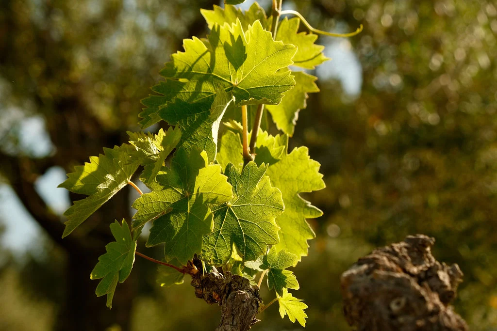 Can Ràfols dels Caus, Penedès: hojas de vid a contraluz