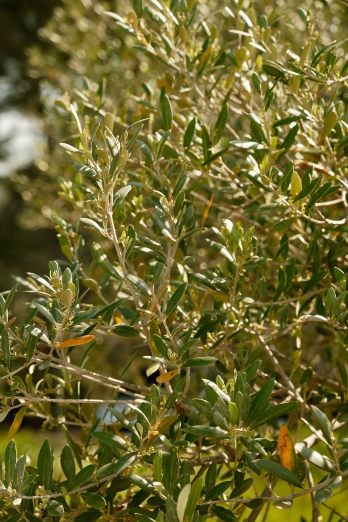 Can Ràfols dels Caus, Penedès: ramas de olivo al sol