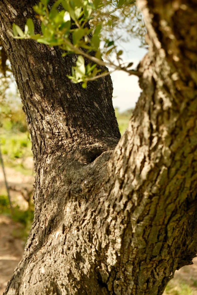 Can Ràfols dels Caus, Penedès: tronco de olivo centenario