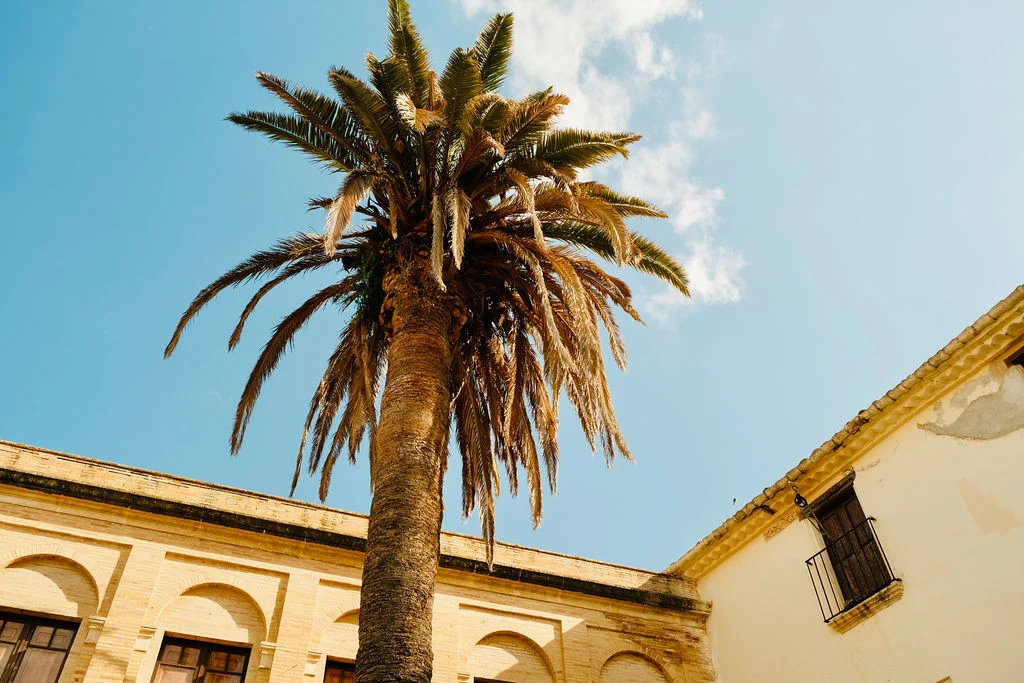 Can Ràfols dels Caus, Penedès: palmera en el patio de la masía