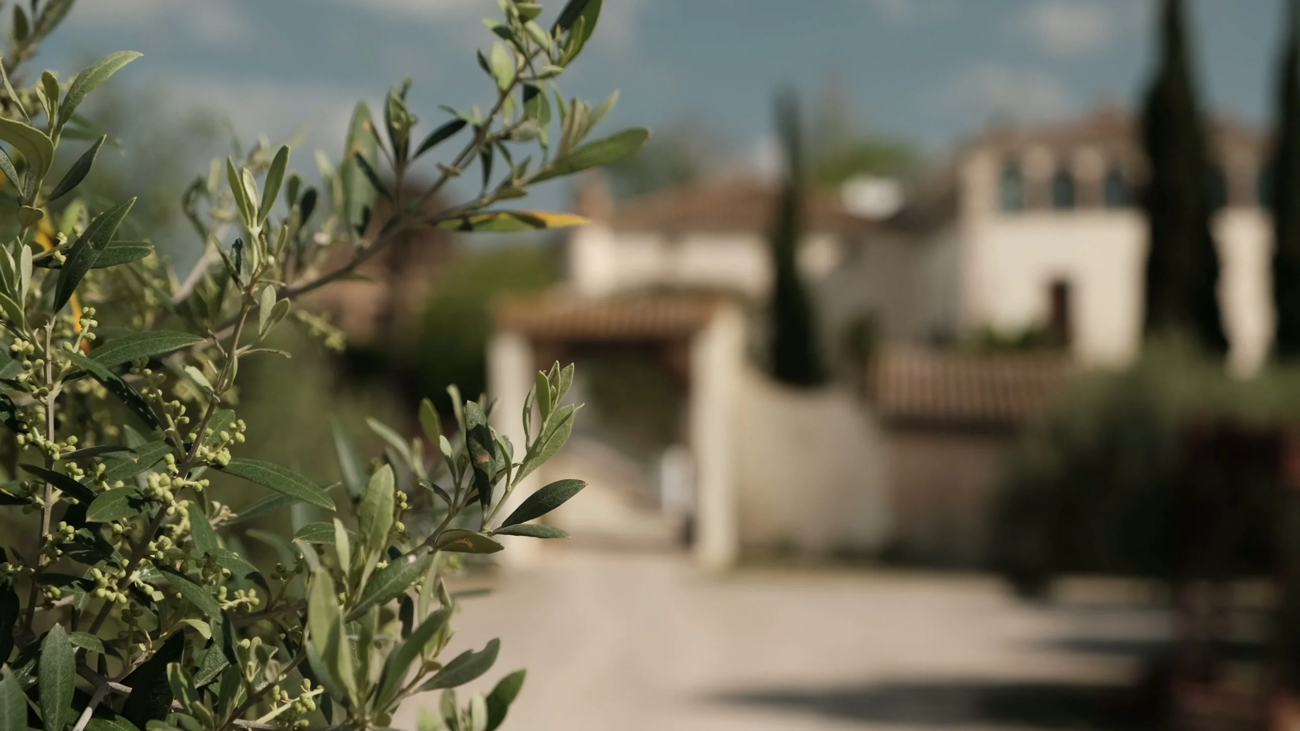 Can Ràfols dels Caus, Penedès: ramas de olivo frente a la masía